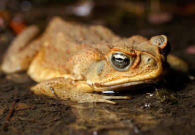 One of Australia’s worst pests is on the march to the Pilbara. But we have a ‘unique’ chance to stop them