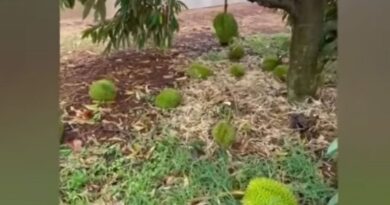 Storm batters Si Sa Ket durian orchards, losses hit B39m Storm batters Si Sa Ket durian orchards, losses hit B39m