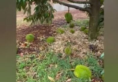 Storm batters Si Sa Ket durian orchards, losses hit B39m Storm batters Si Sa Ket durian orchards, losses hit B39m