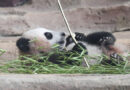 INDONESIA-BOGOR-GIANT PANDA CUB