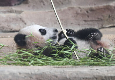 INDONESIA-BOGOR-GIANT PANDA CUB