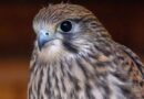 Feuerwehreinsatz: Falken hinter Gittern: Drei junge Vögel sitzen in Nest fest
