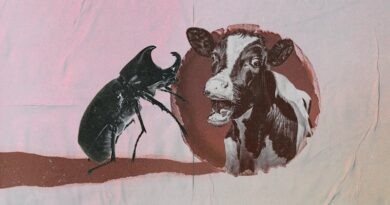 Invasive species are a nightmare. Why did CSIRO just introduce three more? Invasive species are a nightmare. Why did CSIRO just introduce three more?