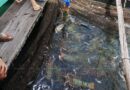 Shrimp farmers urge action on disease crisis Shrimp farmers urge action on disease crisis