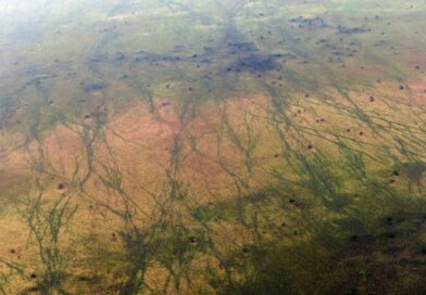 UN lists South Sudan antelope route as heritage in danger