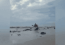 Camel bucks off riders on famous Broome beach tour