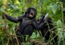 Studie: Zahl der Berggorillas in Zentral- und Ostafrika gewachsen