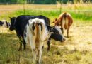 Tiere und Hitze: Hitzeschutz für Weidetiere – Tierhalter in der Pflicht