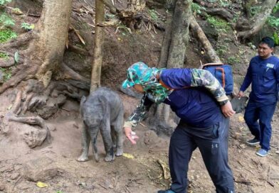 Wild elephant calf dies only days after being rescued