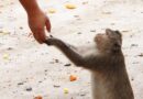 China needs monkeys: lab animal shortage could hinder biotech growth