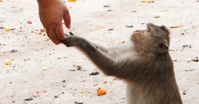 China needs monkeys: lab animal shortage could hinder biotech growth