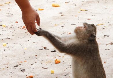China needs monkeys: lab animal shortage could hinder biotech growth
