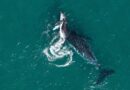 Do animals grieve? Rare footage of this mother and her calf may hold the answer