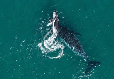 Do animals grieve? Rare footage of this mother and her calf may hold the answer