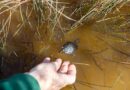 It’s not enough for WA to act only once a species is in trouble