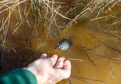 It’s not enough for WA to act only once a species is in trouble