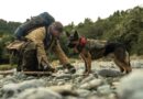 Review: In ‘Heart of the Beast,’ Brad Pitt and his dog battle nature itself Review: In ‘Heart of the Beast,’ Brad Pitt and his dog battle nature itself