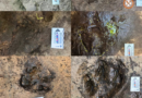 Dinosaur footprints dating back 120 million years confirmed in Udon Thani