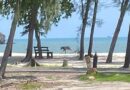 Rare serow makes unusual appearance on Prachuap beach Rare serow makes unusual appearance on Prachuap beach
